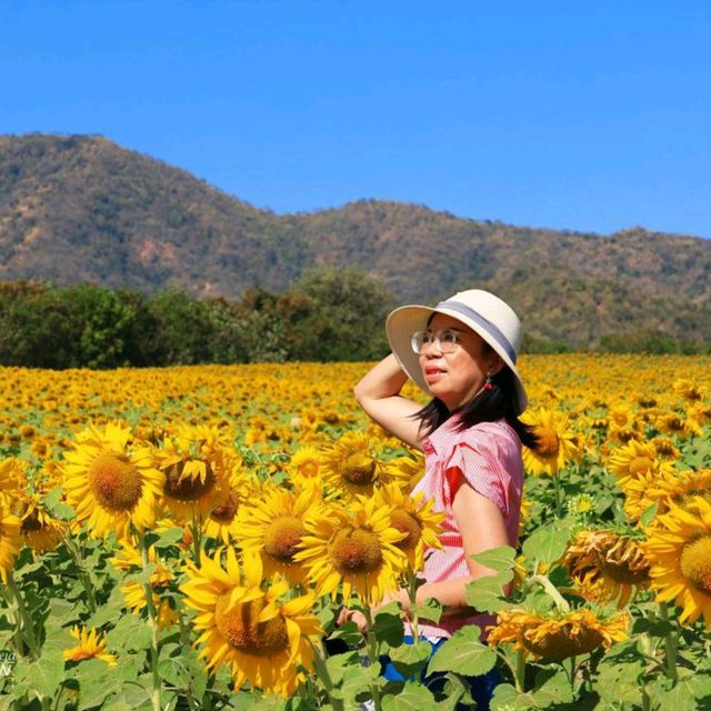 ทุ่งทานตะวัน ไร่วิชาญ ลพบุรี