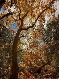 A Day Exploring Oak Creek Canyon in Sedona