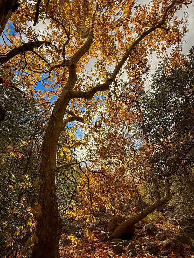 A Day Exploring Oak Creek Canyon in Sedona