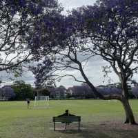 Jacaranda season in Brisbane 💜
