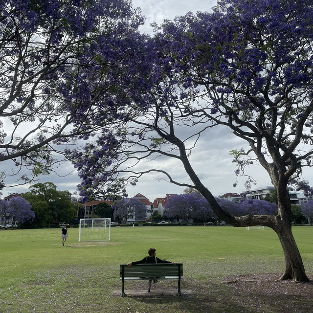 Jacaranda season in Brisbane 💜