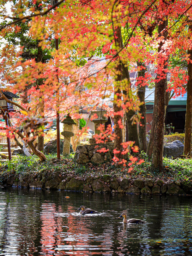 📍 【栃木】静寂な水辺に映る紅葉🍁 