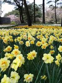 【茨城　国営ひたち海浜公園】