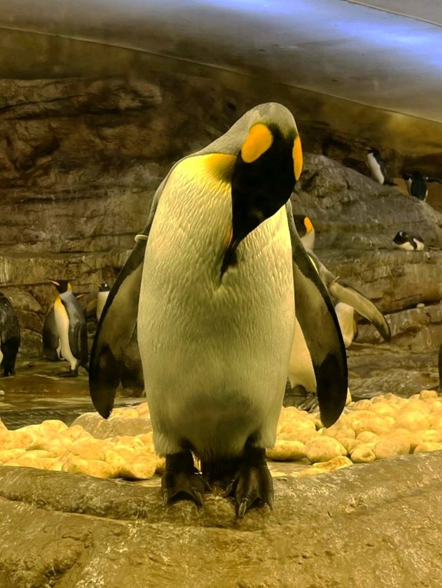 馬拉加近郊的大型動物園