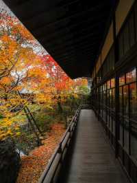 【京都🇯🇵】秋のカラフルな世界へ