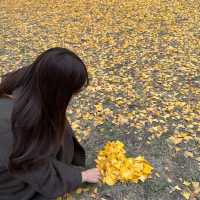 【京都】おすすめの紅葉スポット