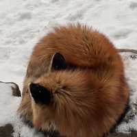 日本藏王狐狸村雪地100隻狐狸！超可愛！