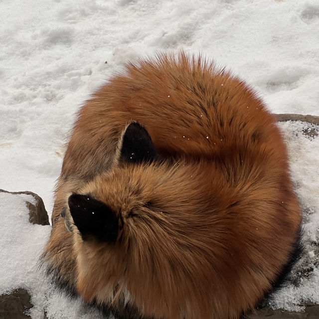 日本藏王狐狸村雪地100隻狐狸！超可愛！