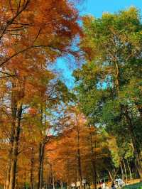 深圳｜紅花嶺公園的落羽杉紅了！