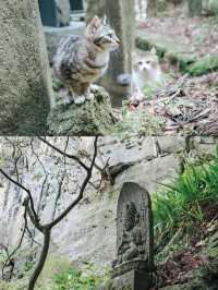 【山形】山全体が信仰とされるパワースポット