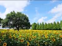 Sera Kogen Farm - Sunflower Festival