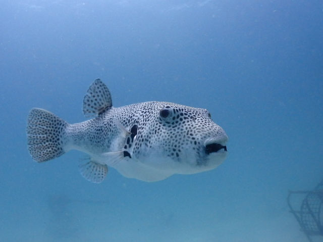 Extended Stay at Redang Bay Resort for the Ultimate Diving Experience