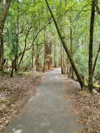 Mount Field National Park