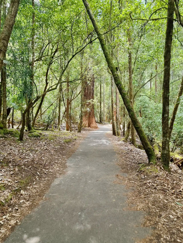 Mount Field National Park