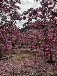 A Sea of Purple in China — Tabebuia impetiginosa