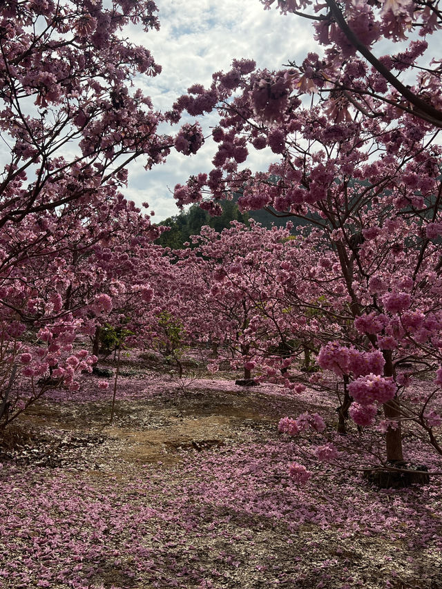 A Sea of Purple in China — Tabebuia impetiginosa