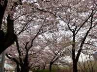 Cherry Blossoms Aren’t Just in Japan, Seoul Has Them Too: Yeouido Hangang Park