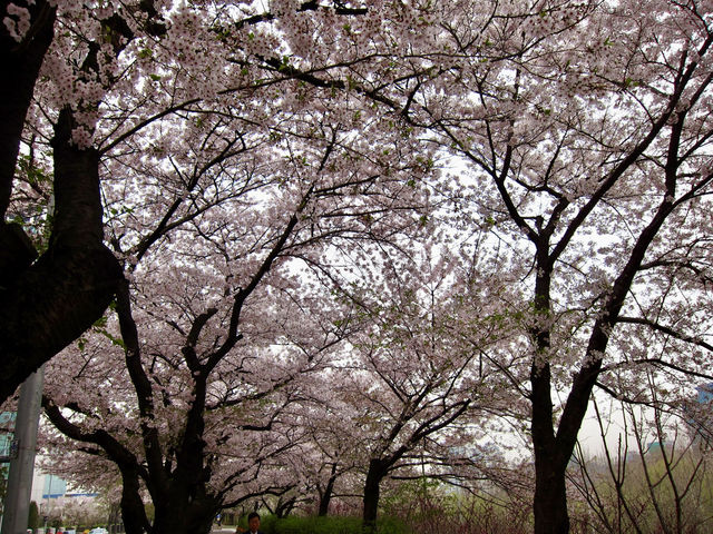 Cherry Blossoms Aren’t Just in Japan, Seoul Has Them Too: Yeouido Hangang Park