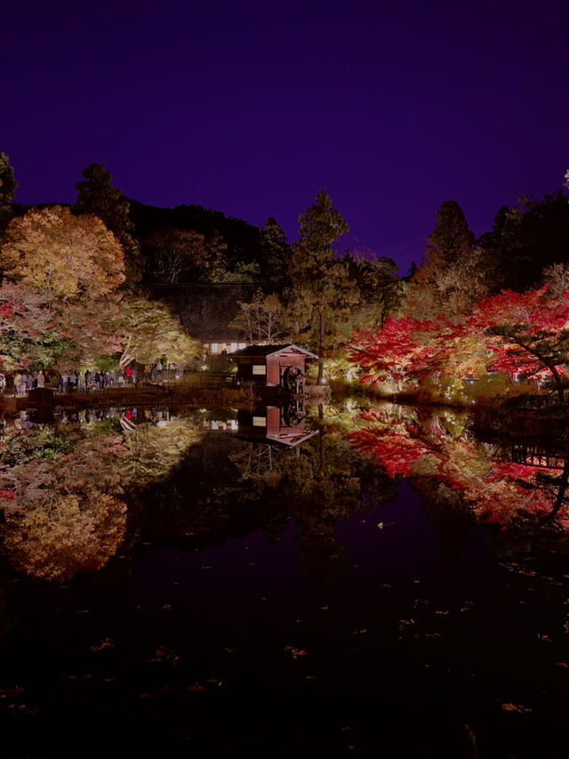 名古屋｜夢幻楓紅倒影的正確打開方式 東山植物園 