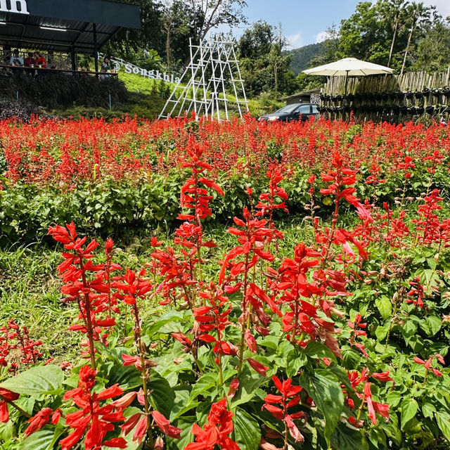 Lost in a sea of blooms at Songkhla Flower Farm  ✨🌸🌿