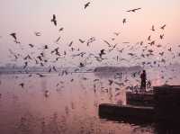 Tranquil Birdwatching Experience at Yamuna Ghat