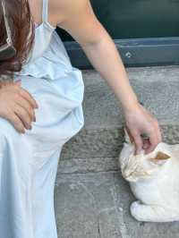 我在五漁村遇上的貓咪🐱～