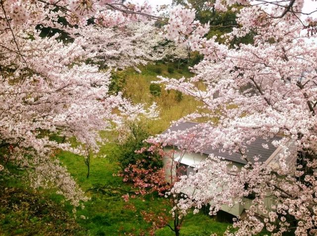 日本四國的能量景點：1368石階的「金刀比羅宮」