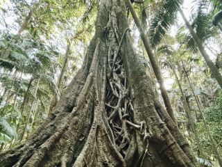 在神秘瀑布和熱帶雨林中療癒身心的坦伯林國家公園