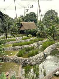 Bird Paradise