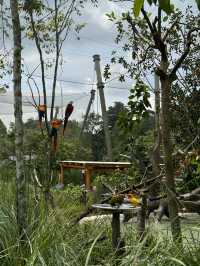 Bird Paradise Singapore: A Must-Visit for Nature & Wildlife Lovers