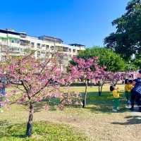 ชมดอกซากุระบานที่สวนเล่อฮวอ(Lohas Park)