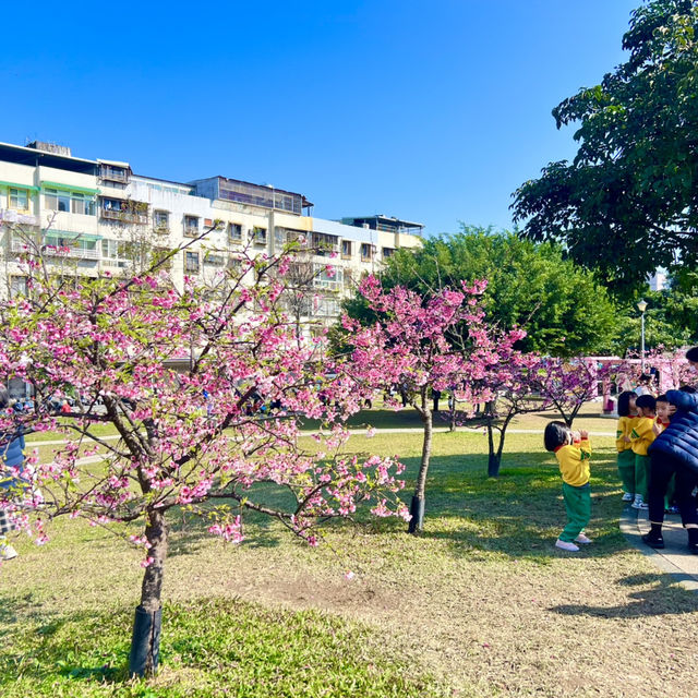 ชมดอกซากุระบานที่สวนเล่อฮวอ(Lohas Park)