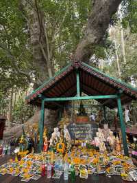 คู่มือการเดินทางคำชะโนด