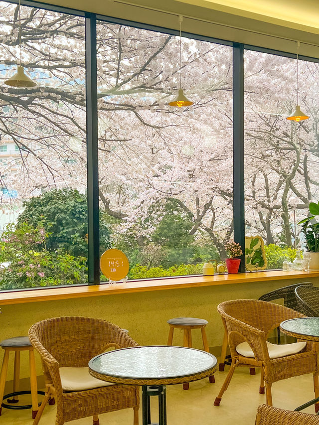 부산 벚꽃뷰 테라스 카페🌸