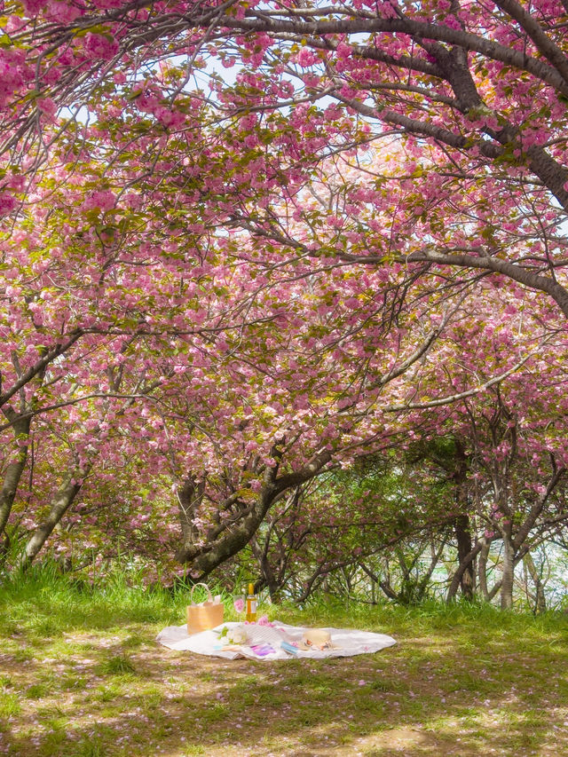 부산 겹벚꽃 명소 모음💞