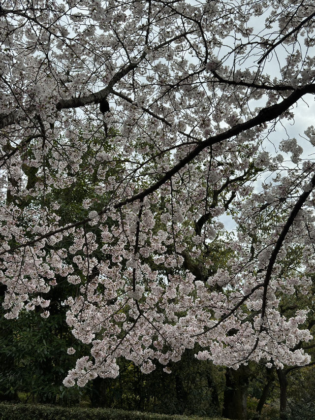 京都知恩院的櫻花之美 🌸 