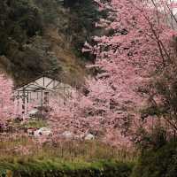 武嶺🌸櫻花的味道