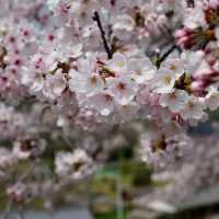 ～中村公園～櫻花下的浪漫～