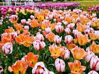 The Taean Tulip Festival in Anmyeondo, South Korea