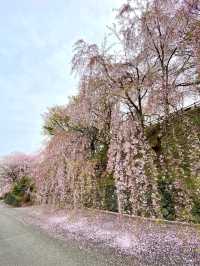 桜が有名なお花見スポット