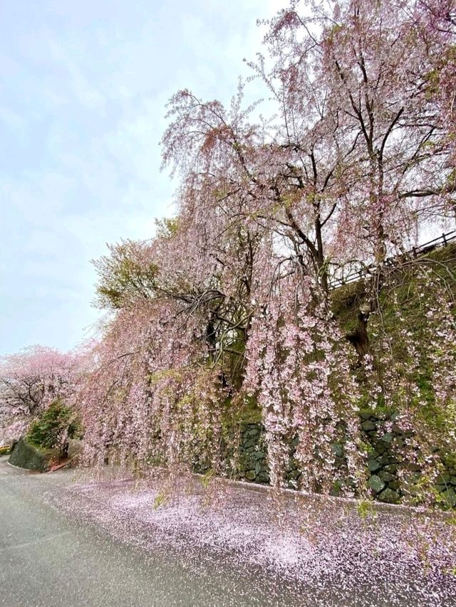 桜が有名なお花見スポット