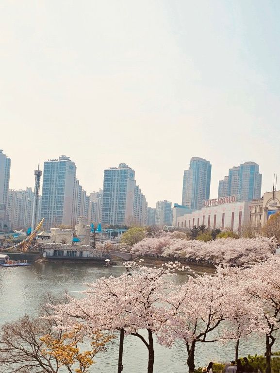 A Cherry Blossom Wonderland in the Heart of Seoul