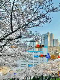 🌸 **南川洞櫻花路遊覽觀賞分享** 🌸