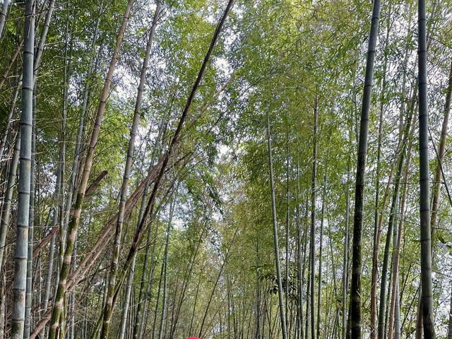 隙頂的二延平步道看雲去