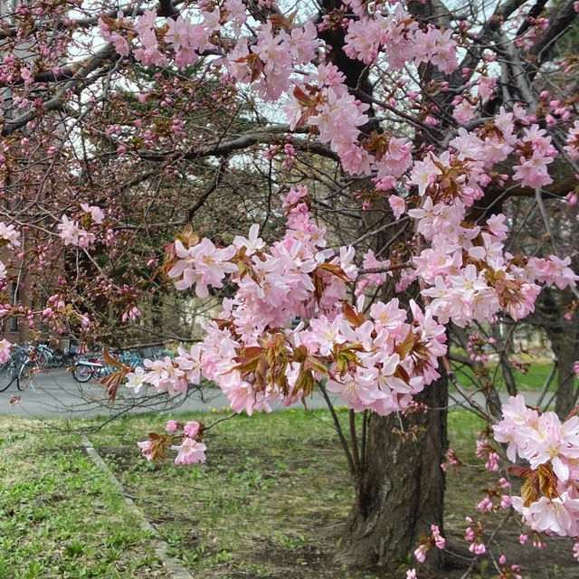 ～奧武山公園～櫻之美～
