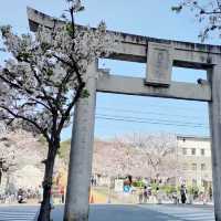 🌸 **福岡西公園櫻花觀賞遊覽分享** 🌸