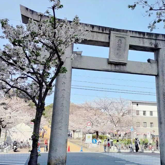 🌸 **福岡西公園櫻花觀賞遊覽分享** 🌸