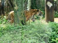 家族で楽しむ都心のリフレッシュポイント – 上野動物園で癒しのひととき