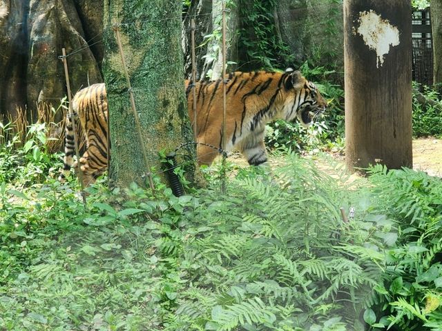 家族で楽しむ都心のリフレッシュポイント – 上野動物園で癒しのひととき
