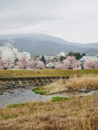 Chasing Sakura at Harumeki